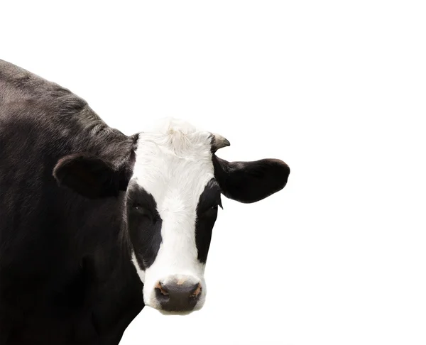 Cow on a white background — Stock Photo, Image