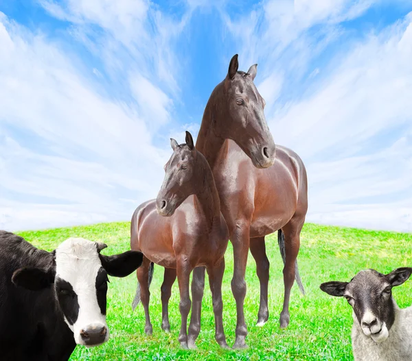 Cow, horse and sheep on a green meadow — Stock Photo, Image