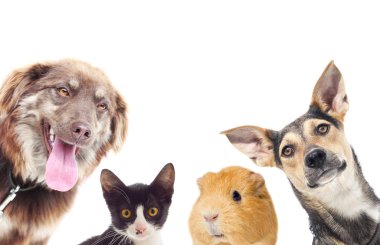 cat and a dog and guinea pig