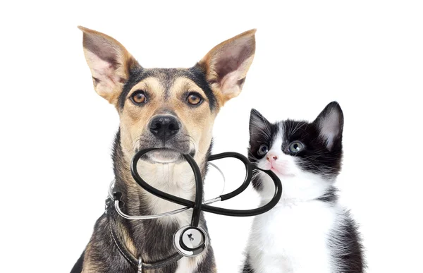 Dog and a cat and a stethoscope — Stock Photo, Image