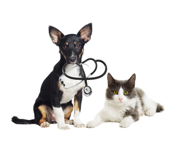 Cachorro e gatinho veterinário — Fotografia de Stock