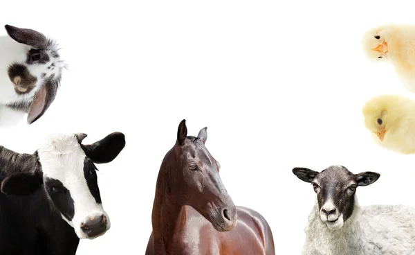 一連の家畜 — ストック写真