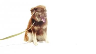 mongreldog
