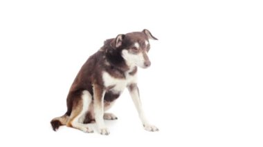 mongreldog