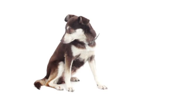 Chien bâtard 
