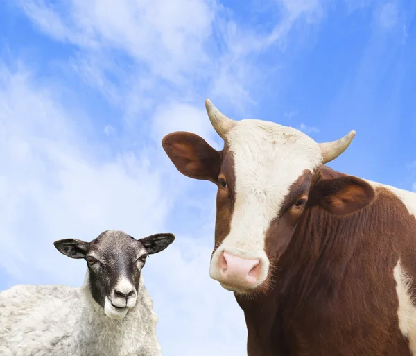 Cow and sheep looking — Stock Photo, Image