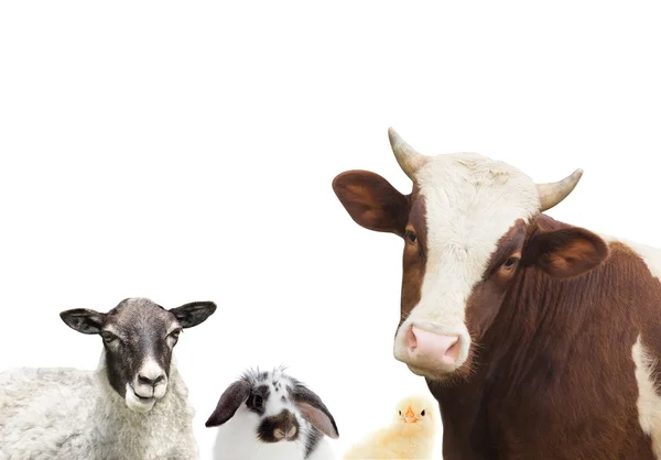 Cow and sheep — Stock Photo, Image
