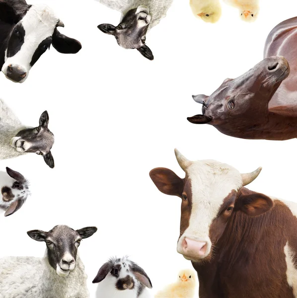 Group of farm animals — Stock Photo, Image