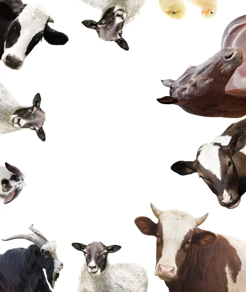 Vacca e vitello e ovini e — Foto Stock