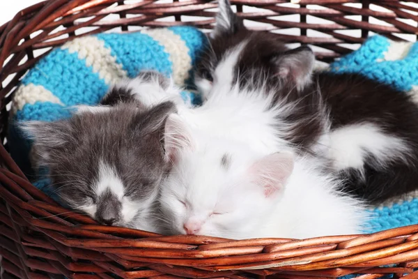Kittens sleeping in a basket — Stock Photo, Image