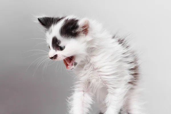 Irritado gatinho sibilos — Fotografia de Stock