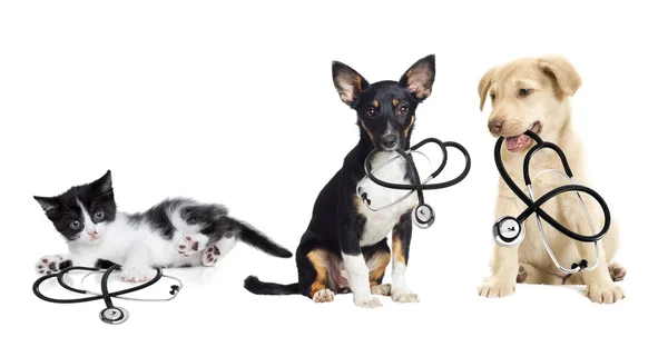 Cucciolo e gattino veterinario — Foto Stock