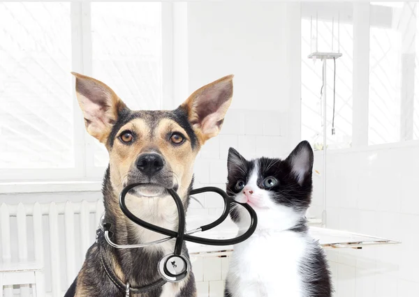 Chien et chat et stéthoscope — Photo