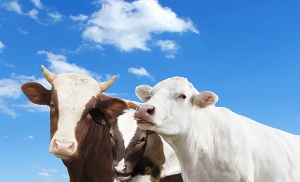 Vaca y ternero y toro — Foto de Stock