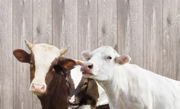 Vaca y ternero y toro — Foto de Stock