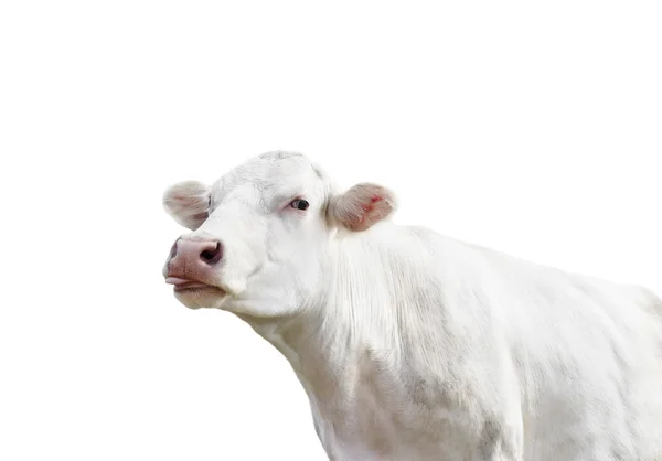 Vaca sobre un fondo blanco aislado — Foto de Stock