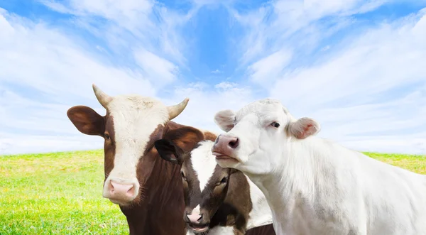 Observação de vacas — Fotografia de Stock