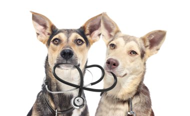 Köpek yavrusu ve stetoskop