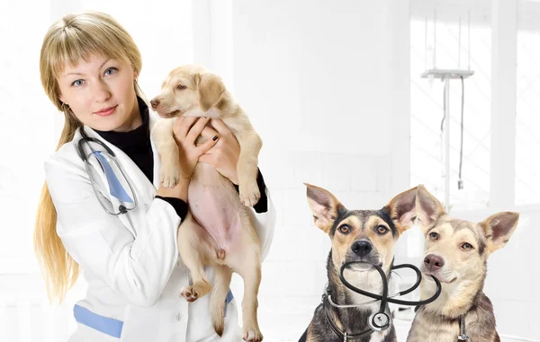 Veterinář a štěně — Stock fotografie