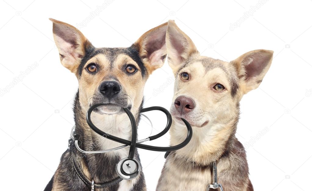 Puppy and stethoscope