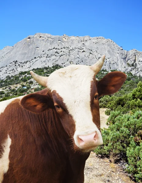 Cow looking — Stock Photo, Image