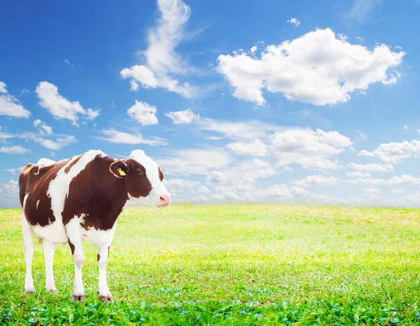 Cow grazing in the meadow — Stock Photo, Image