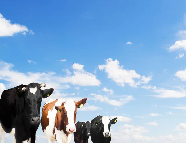 Herd of cows on a background of blue sky — Stock Photo, Image