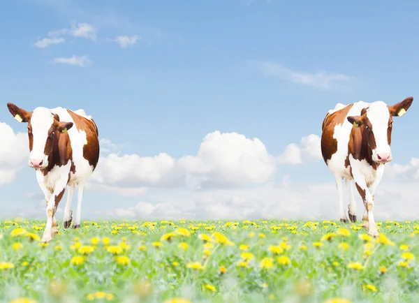 Zwei Kühe auf der grünen Wiese — Stockfoto