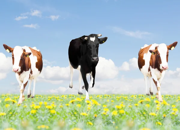 Zwei Kühe auf der grünen Wiese — Stockfoto