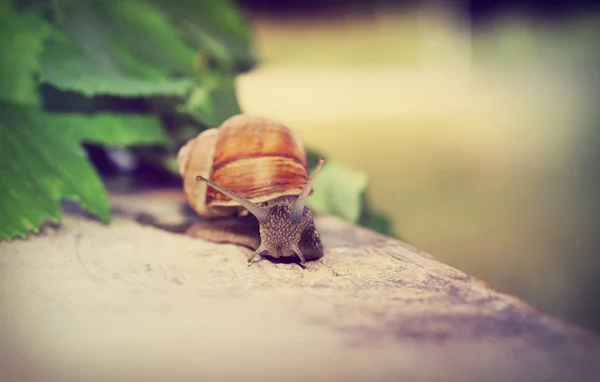 Caracóis rastejando — Fotografia de Stock