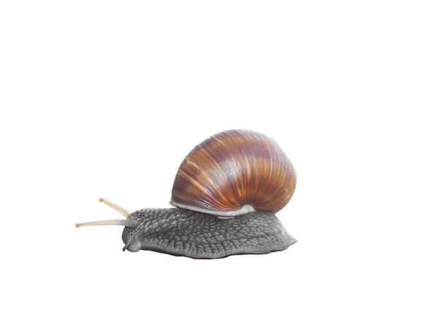 Caracol isolado sobre fundo branco — Fotografia de Stock