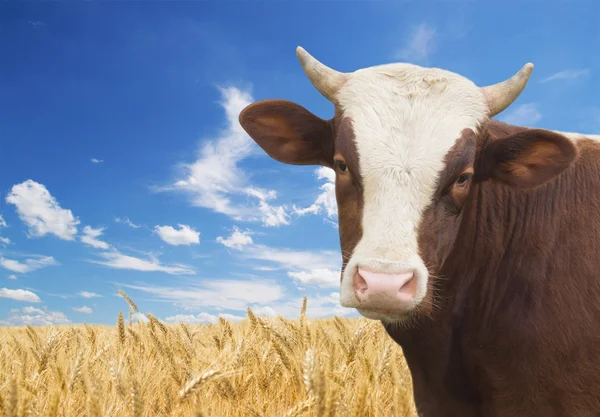 Cow and wheat field — Stock Photo, Image