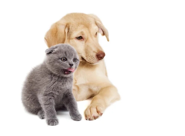 Kitten en puppy kijken — Stockfoto