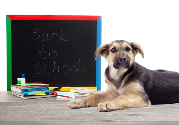 Okul ve köpek aksesuarları — Stok fotoğraf