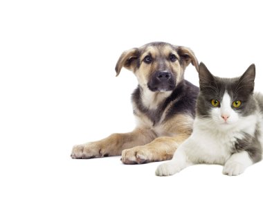 köpek ve kedi yavrusu arıyorum