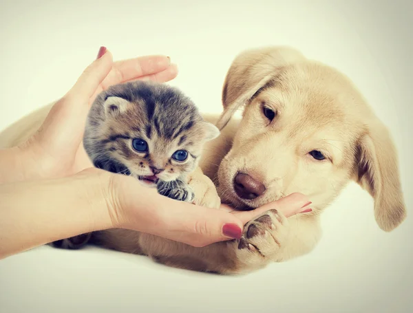 Cachorrinho bonito e gatinho — Fotografia de Stock