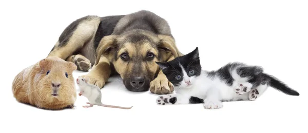 Animais de estimação conjunto — Fotografia de Stock