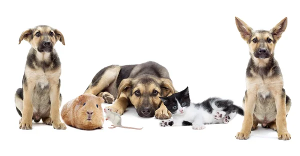 Group of cute pets — Stock Photo, Image