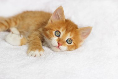 Şirin zencefil yavru kedi arıyorum