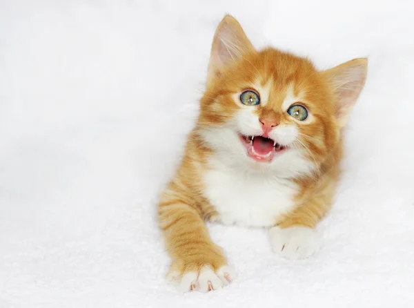 Kotek meows — Zdjęcie stockowe