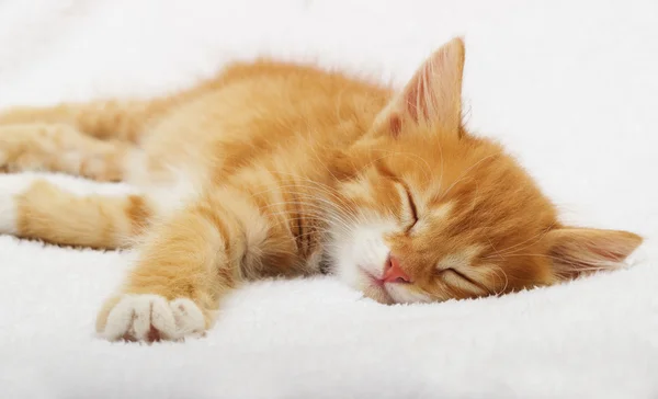 Gatinho dormindo — Fotografia de Stock