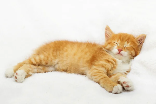 Pequeno gatinho dormindo — Fotografia de Stock