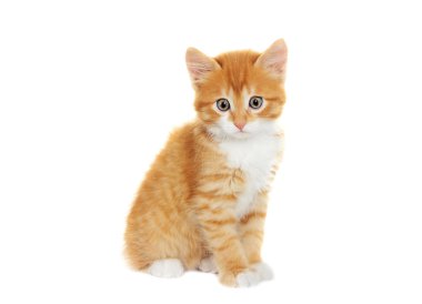 küçük yavru kedi arıyorum