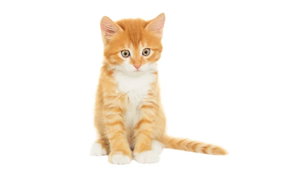 Kitten looking — Stock Photo, Image