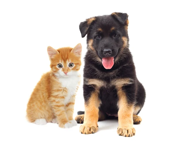 Gatinho e cachorro olhando — Fotografia de Stock