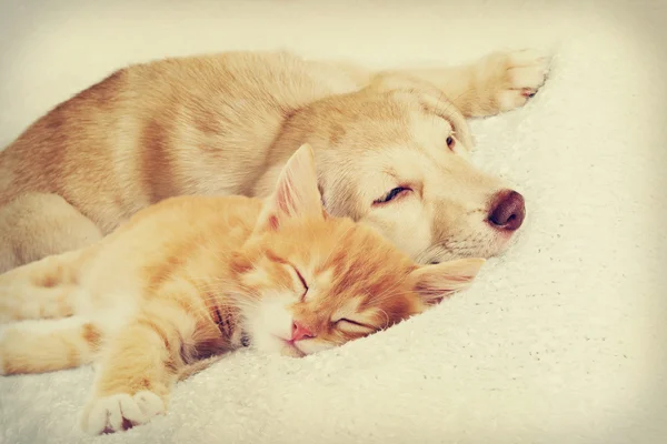 Gatito y cachorro durmiendo —  Fotos de Stock