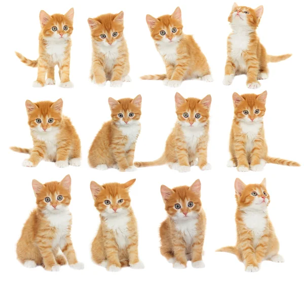 Set of kittens — Stock Photo, Image