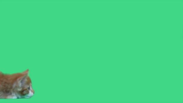 Gatinho engraçado corre tela verde — Vídeo de Stock