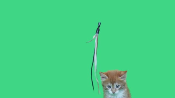 Kitten springen groen scherm — Stockvideo