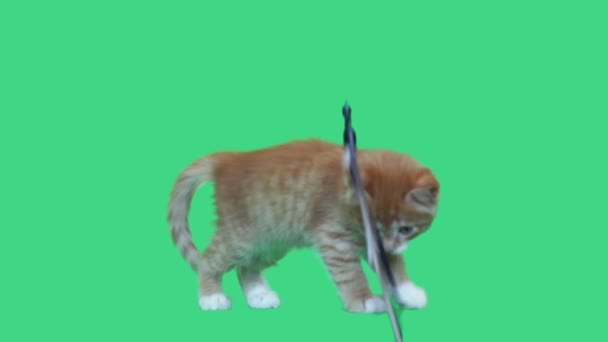 Engraçado gatinho saltando tela verde — Vídeo de Stock